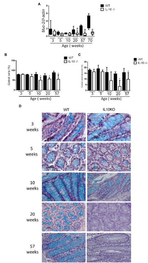 A Comparison Of Gene Expression Of Muc Gene In Colon Of Wt And