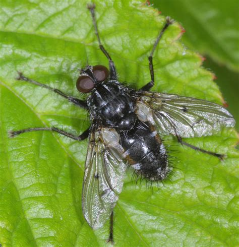 Diptera Info Discussion Forum Tachinidae