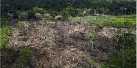 REPORTA MÉXICO DEFORESTACIÓN ANUAL DE MÁS DE 127 MIL HECTÁREAS Renueva TV