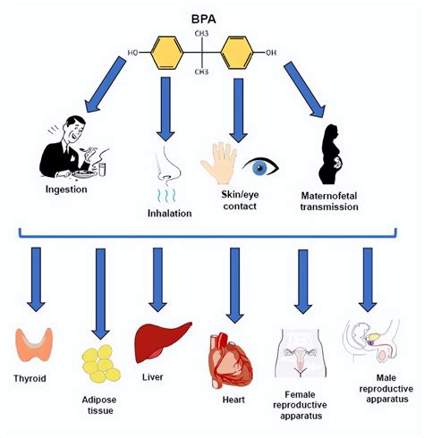 Inventory Of The 16 Most Common Endocrine Disruptors And How To Avoid Them Part 1 Inews