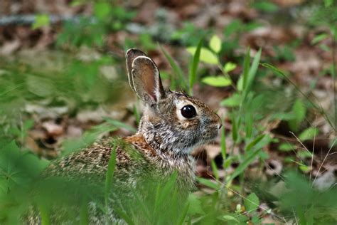 Cottontail Rabbit Hiding In Grass Free Stock Photo - Public Domain Pictures