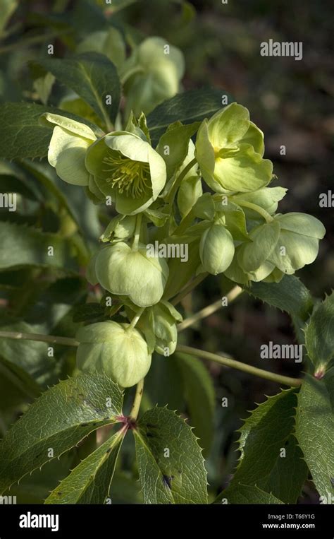 Corsican Hellebore Helleborus Argutifolius Stock Photo Alamy