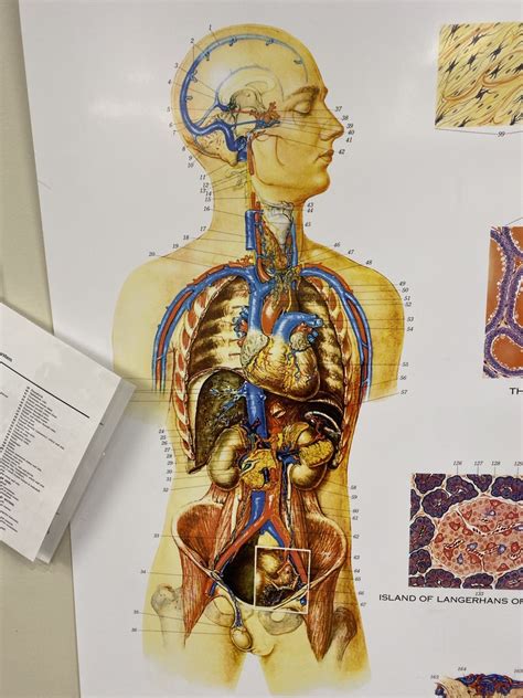 Endocrine System poster Diagram | Quizlet