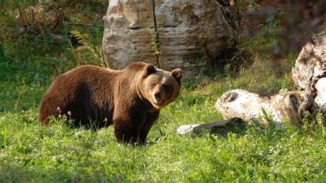 I Due Orsi Morti In Trentino Sono Stati Uccisi Bracconaggio Vanity