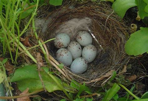 American Goldfinch Facts Habitat Diet Life Cycle Pictures