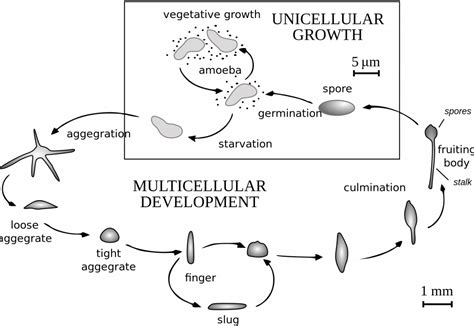 Dictyostelium A Cellular Slime Mold Inanimate Life