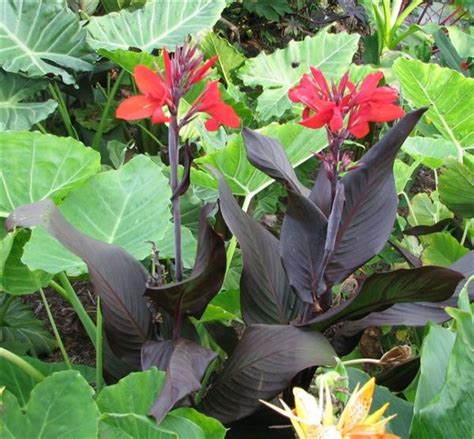 Canna Red Velvet Brians Botanicals