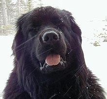 Newfoundland (dog) - Wikipedia