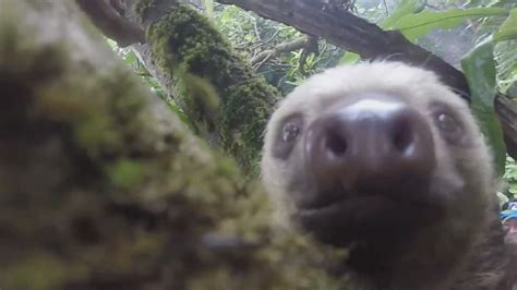 Curious Sloth Takes A Selfie Video Abc News