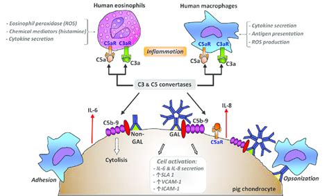 Antibody Opsonization