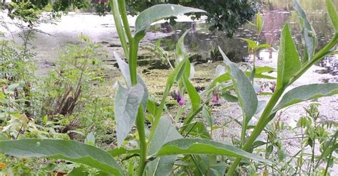 Gavez Biljka Koja Treba Krasiti Svaki Organski Vrt Garden Plants