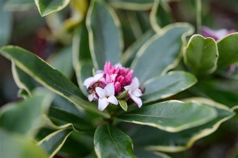 How to Grow Daphnes - BBC Gardeners World Magazine