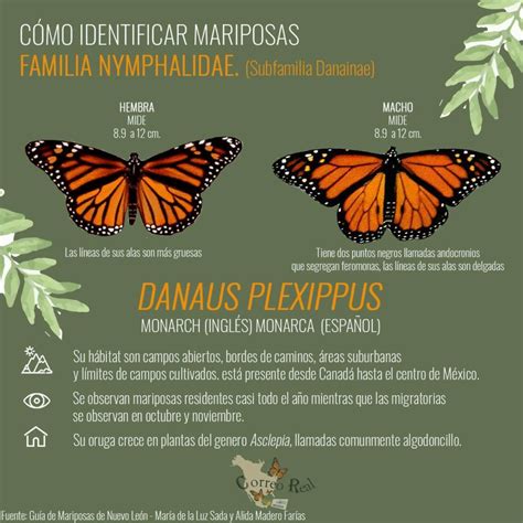 Quieres Ayudar Avistando Mariposas Monarcas Amonite