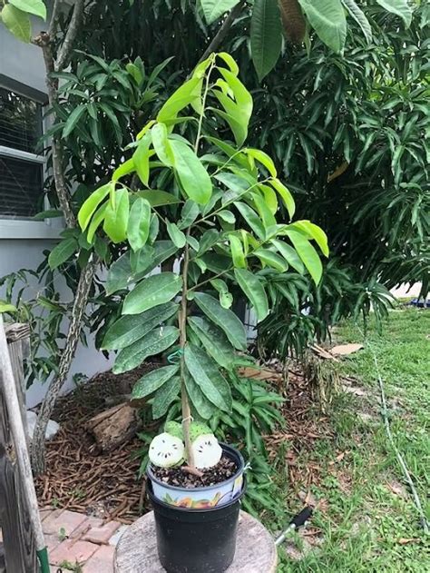 15 Amazing Health Benefits Of Soursop Leaves