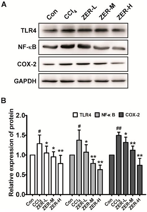 Molecules Free Full Text Zerumbone Protects Against Carbon