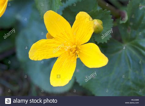 Flower With Five Petals High Resolution Stock Photography And Images