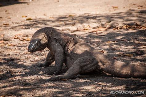 In Search Of The Komodo Dragon - Nerd Nomads