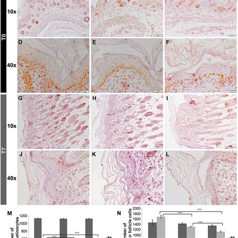 Representative Photomicrographs Of Skin Section And Graph Presenting Download Scientific