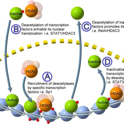 Differential Targeting Of Histone Deacetylases Inhibitors Hdi The