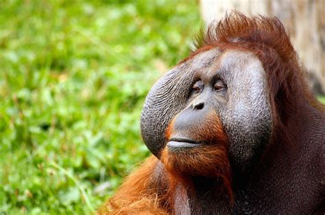 New Great Ape Species Discovered - The Courier Online