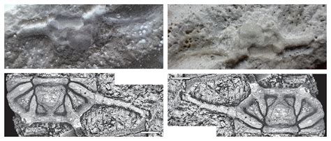 Pygidium ? - Fossil ID - The Fossil Forum