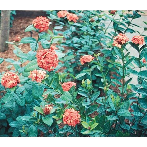 Mixed Ixora Flowering Shrub In Pot With Soil At