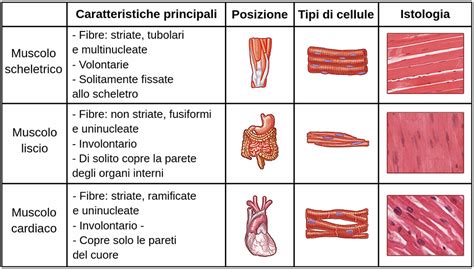 Tessuto Muscolare Labster