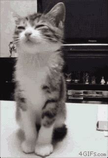 Sleepy Cat GIFs | Tenor