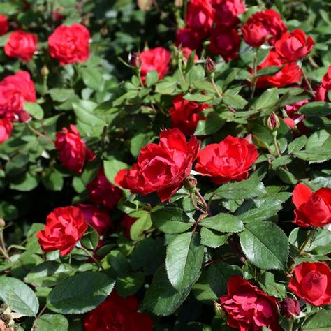 Oso Easy Double Red Rose Indy Plants