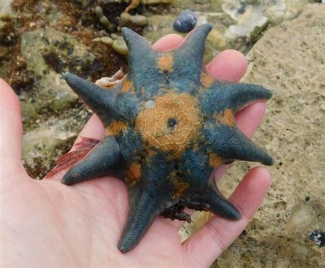 Species of the month: Eight-armed Sea Star - Nature Glenelg Trust