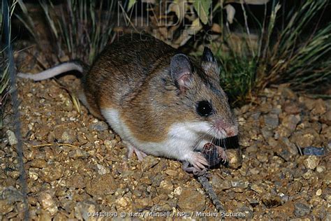 White Throated Woodrat Stock Photo Minden Pictures