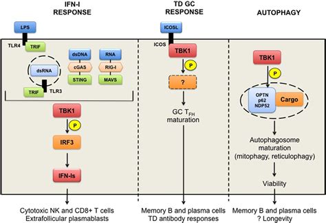 Frontiers Tank Binding Kinase 1 Dependent Responses In Health And