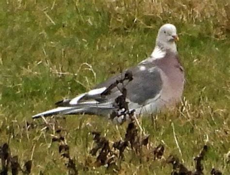 Wood-Pigeon - Lavell's Wetland Trust