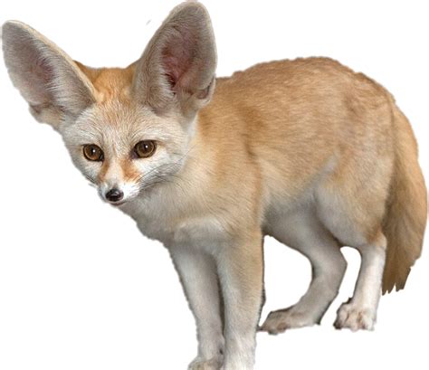 Download Fennec Fox On A Rock Journal Png Download Fennec Fox