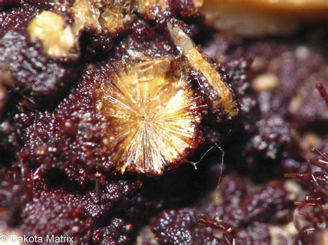 Lemoynite Mineral Specimen For Sale