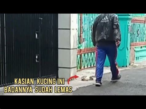 Kenapa Ya Kucing Ini Engga Ada Yang Nolong Badannya Udah Lemas Matanya