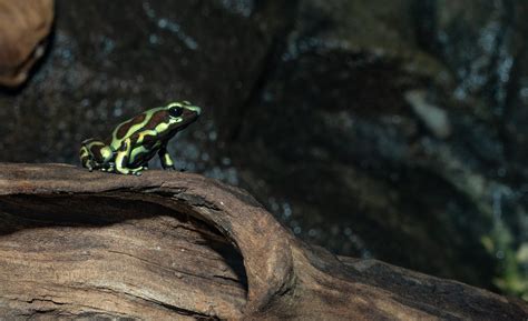 Poison Dart Frog | Starmind Conservation