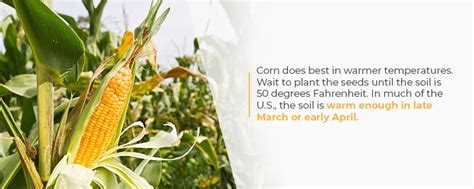 Corn Farming Process Growing Harvesting And Storing Corn