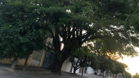 Conoce gigantesco árbol de Parota de la Arbide en León tiene más de