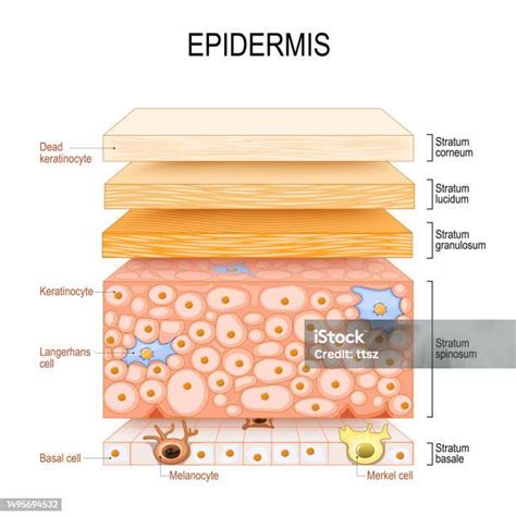 Struktur Epidermis Anatomi Kulit Sel Dan Lapisan Kulit Manusia Ilustrasi Stok - Unduh Gambar ...