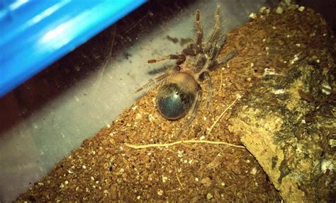 How Do I Know if My Tarantula Is in Premolt? | Tom's Big Spiders
