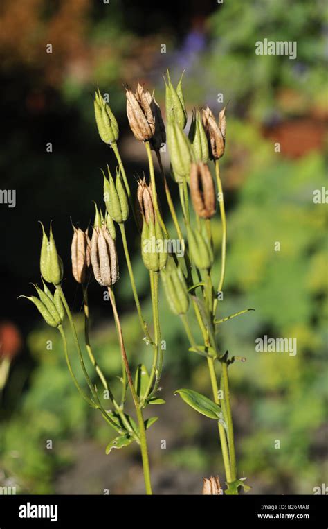 Aquilegia Vulgaris Columbine Seed Pods Stock Photo Alamy