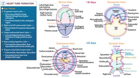 Embryology Heart Tube Formation Ditki Medical Biological Sciences