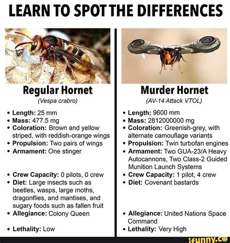 Murder Hornet Actual Size