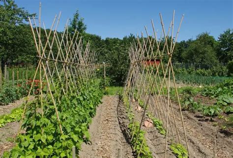 Comment planter des haricots à rames MamanSanta