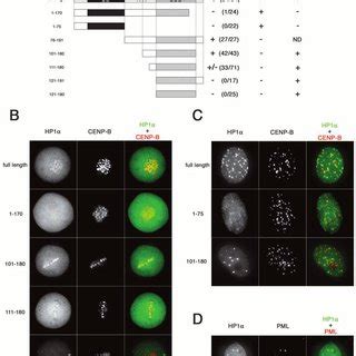 localization  hp subtypes  metaphase chromosome spreads hpa