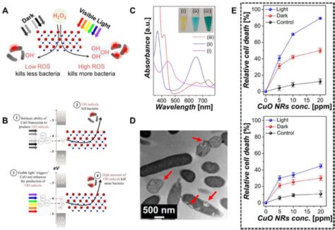 Metal Oxide Based Nanozymes A Schematic Diagram Of The Action Of Cuo