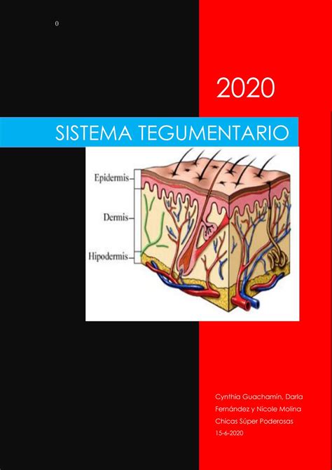 Rganos Del Sistema Tegumentario