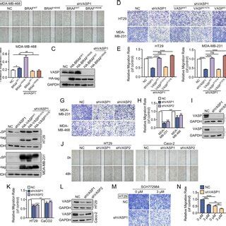 Braf Physically Interacts With Vasp A Plasmids Expressing Flag Tagged