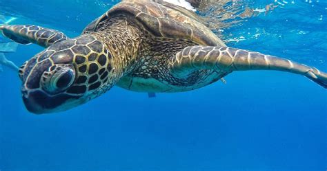 Snorkeling Tour from Ka'anapali Beach - The Hawaii Vacation Guide